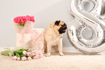 Cute pug dog with tulips, gift box and air balloon in shape of figure 8 near white wall....