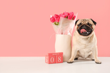 Cute pug dog with tulips and cube calendar near pink wall. International Women's Day celebration