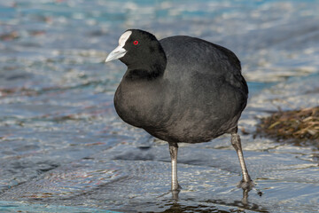 Eurasian Coot Standing on Water
