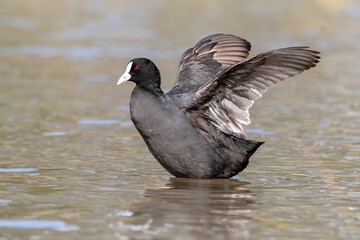 Eurasian Coot Spreading Its Wings