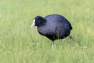 Eurasian Coot Searching for Food