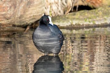 Eurasian Coot Walking in Water