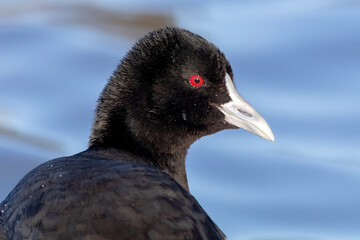Eurasian Coot Close-up