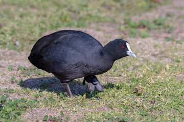 Eurasian Coot Walking
