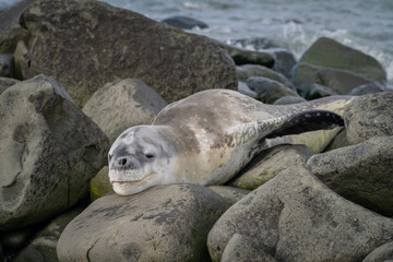 Obraz premium leopard seal resting on rocks in Antarctica