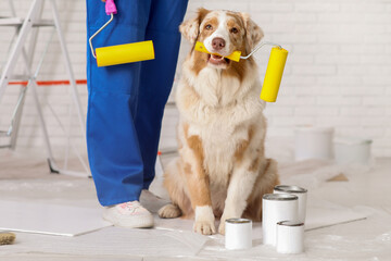 Female African-American painter in uniform with rollers and cute Australian Shepherd dog during...