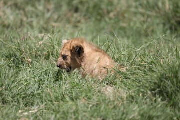 a lion cub is playing in the tall grass of the Serengeti savannah, Tanzania