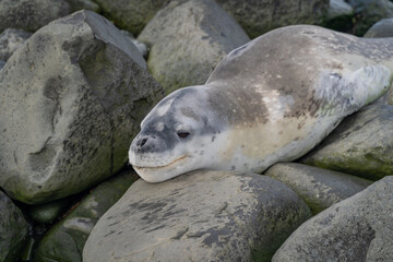 Obraz premium leopard seal resting on rocks in Antarctica