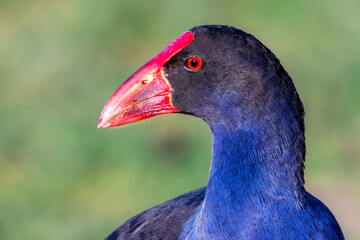 Australasian Swamphen Close-up Portrait