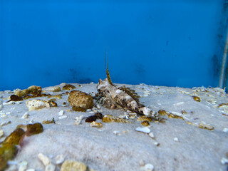 crab on the beach