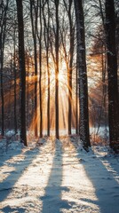 Sunlight Breaking Through Trees in Snowy Winter Forest Landscape