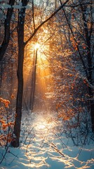Glowing Sunrise Through Frosty Trees in Winter Forest Scene