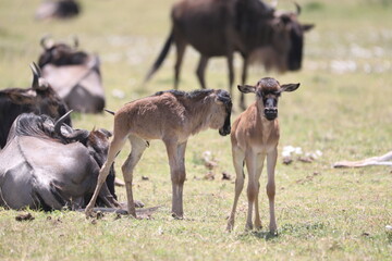 a baby wildebeest and her mother, a herd of wildebeest in the savannah of Serengeti, Tanzania