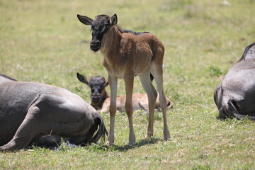 a baby wildebeest and her mother, a herd of wildebeest in the savannah of Serengeti, Tanzania