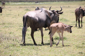 a baby wildebeest and her mother, a herd of wildebeest in the savannah of Serengeti, Tanzania