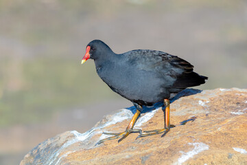 Dusky Moorhen Standing on Rock