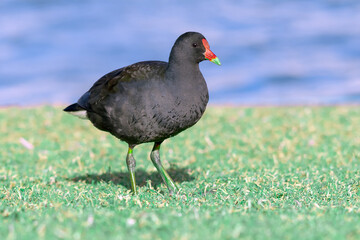 Dusky Moorhen Walking on Dry Land