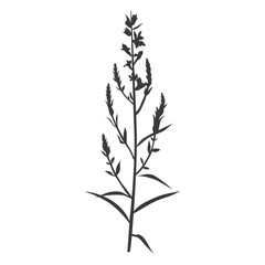 Wild flower silhouette illustration isolated on white