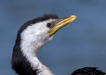 Little Pied Cormorant Side Profile With Water Background
