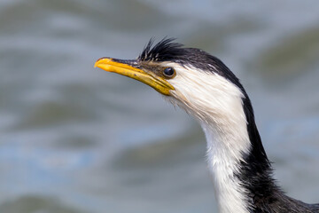 Little Pied Cormorant Side Profile