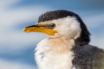 Little Pied Cormorant with Rich Detail