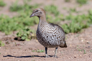 Female Australian Wood Duck Standing on Dry Ground