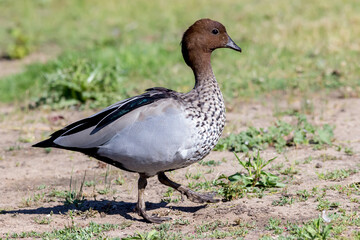 Male Australian Wood Duck Standing in Grass