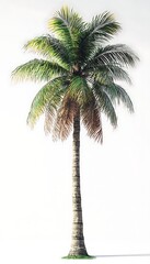 Isolated Palm Tree on White Background