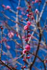 南立石公園のウメ