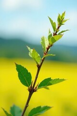 Delicate blackberry twig in full bloom on a bright yellow field, plant, garden, nature