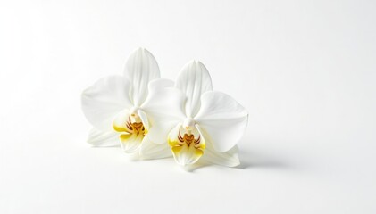 Single white dendrobium orchid isolated on white background, pure, single, blooms