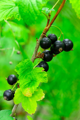 Black currants grow on a branch surrounded by green leaves