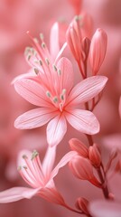Delicate pink flower blooming in spring, spreading beauty and fragrance
