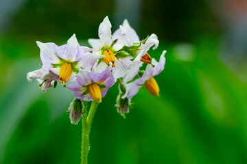 Potato flowers bloom in a vibrant garden setting during spring