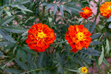 Bright orange marigold flowers blooming in a lush garden