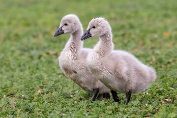 Black Swan Cygnets Standing on Grass