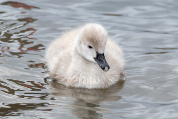 Black Swan Cygnet Swimming Towards the Camera