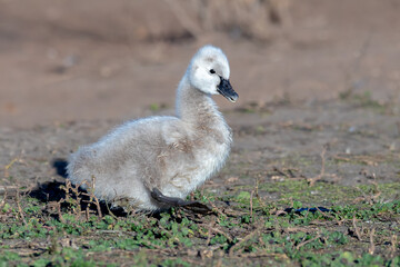 Black Swan Cygnet On Dry Land