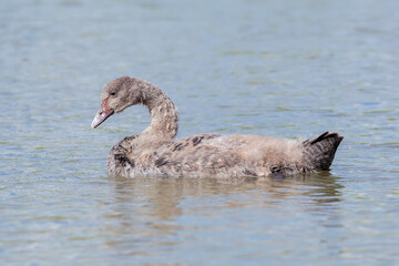 Black Swan Cygnet Developing Adult Pluamge