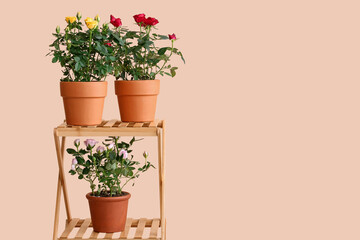Shelving unit with roses in pots near beige wall in room. Closeup