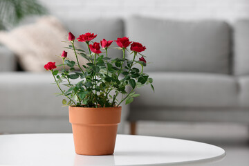Beautiful red rose in pot on round coffee table in living room. Closeup