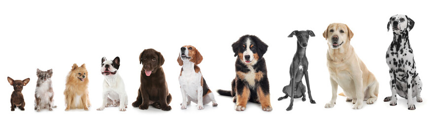 Adorable dogs of different sizes in row on white background, from smallest to largest