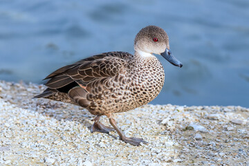 Grey Teal on Shoreline