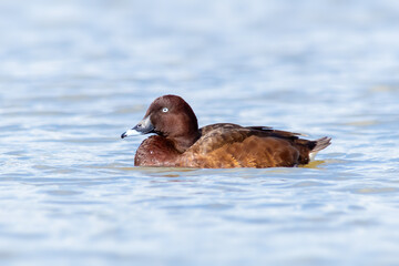 Male Hardhead Duck (White-eyed Duck) Swimming in Sunlight