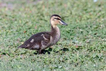 Pacific Black Duckling Standing on Grass