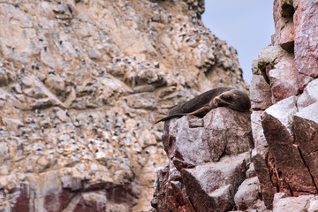 Stock Photos of South American Sea Lions