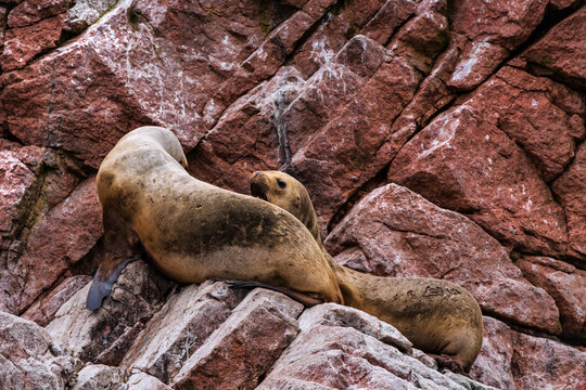 Stock Photos of South American Sea Lions