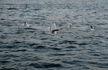 Fototapeta premium seagulls in flight