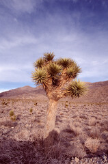joshua tree in the desert