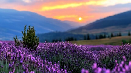 Sunset Lavender Field  Purple Flowers  Mountain Landscape  Vibrant Colors